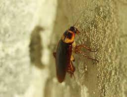 traitements naturels pour lutter efficacement contre les insectes et les animaux nuisibles a la maison animali
