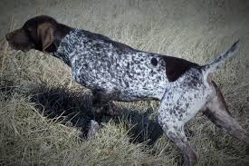 Perfect for households with children or other dogs. Prices Prices And Fees Charged By Muddy Creek Kennels For German Shorthaired Pointer Puppies