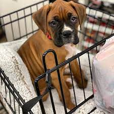 These charming boxer pups make perfect companions! Mohawk Valley Boxers Boxer Puppies For Sale