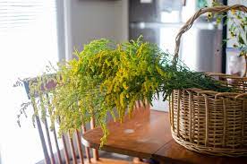 Medicinal Uses Of Goldenrod Goldenrod Tincture Recipe Goldenrod Tinctures Herbal Healing
