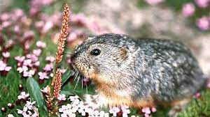 Lemminge — dieser artikel wurde aufgrund von formalen und/oder inhaltlichen mängeln in der qualitätssicherung biologie zur verbesserung eingetragen. Lemminge Todessturz Einer Legende Panorama Sz De