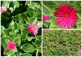 We did not find results for: 8 Amazing Succulents With Impressive Flowers My Desired Home