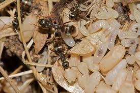 Image result for Formica fusca