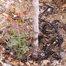 We did not find results for: Xtremehorticulture Of The Desert Removing Sucker Growth From African Sumac