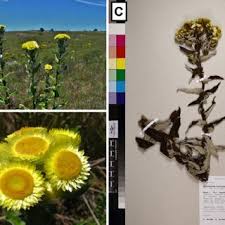 Image result for Helichrysopsis