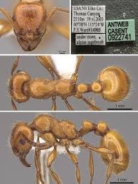 Image result for Hunteria myriantha