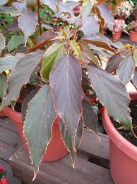 Image result for Acalypha volkensii