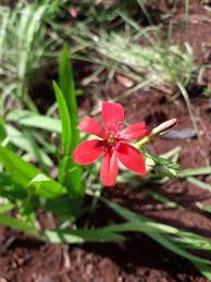 Image result for Freesia grandiflora