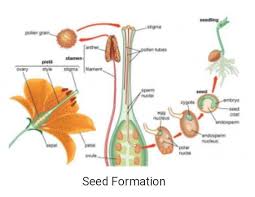2.explain the process of seed formation ...