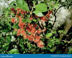 Image result for Lawsonia