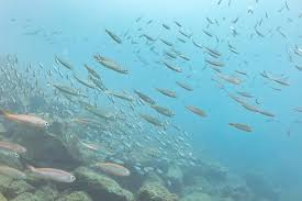 Image result for Boops boops