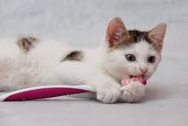 Kediler Icin Agiz Temizligi My Animals Saglik