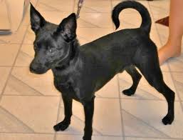 Black And White Rat Terrier Chihuahua Mix Black Chihuahua Mixfound All Black Chihuahua Mix San Diego Lost Dogs 5tshw8ox Jpg 600 457 Pixels Dyr