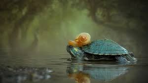 Caracol synonyms, caracol pronunciation, caracol translation, english dictionary definition of caracol. La Amistad Entre Un Caracol Y Una Tortuga Brasilena Cgtn En Espanol