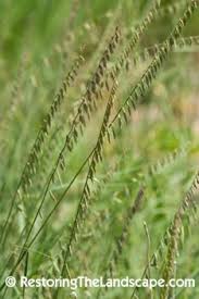 Beneficial Insect Profile Lacewings Native Plants Plants Native Garden