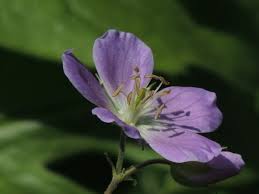 439 alberto way, los gatos, ca 95032 map · phone number. Simply The Best Natives Wild Geranium Gardens Eye View