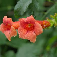 Experience lifelike orange flower plants at alibaba.com, ideal for decorating indoors and outdoors. How To Grow And Care For Orange Jubilee Orange Bells