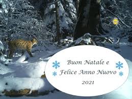 Copyrights © 2012 lynx auto. Life Lynx Home Facebook