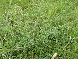 Image result for Crotalaria distans