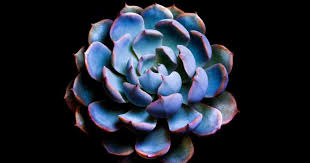 Their variety of textures and brilliant colors make it hard to choose just one. Blue Echeveria What Are Blue Echeverias And Why Are They Blue