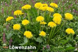 What did the alien dandelion say to the earth dandelion? Lowenzahn Anwendung Wirkung Inhaltsstoffe Heilpflanze Taraxacum Officinale Das Grosse Deutsche Bach Bluten Portal