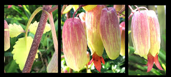 Image result for Bryophyllum