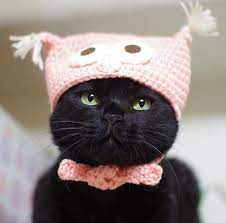 Cat Hat Crazy Cats Cat Clothes Cat Love