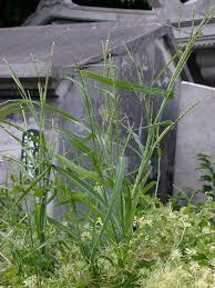 Image result for Rottboellia