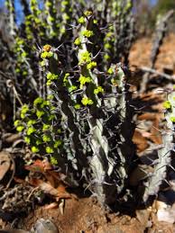 Image result for Euphorbia schinzii