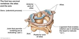Without them, head and neck movement would be impossible. C1 Vertebra Atlas And Accompanying Structures The Art Of Medicine