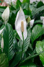 Houseplants Can Prevent Dry Winter Skin According To The Rhs Peace Lily Plant Care Peace Lily Plant Lily Plant Care