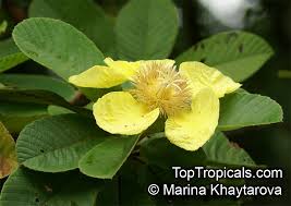 Image result for Diclis ovata