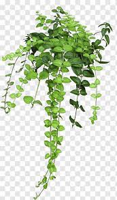 Vine Liana Tropical Rainforest Graphy Plants Grape Plant Planting Bulbs