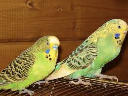 The brown color will intensify when the bird is in hear. Sexing Parrots Parakeets How Do You Tell If A Budgie Is Male Or Female Stuff4petz