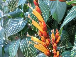 Image result for Sanchezia speciosa