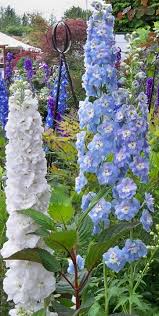 Image result for Delphinium