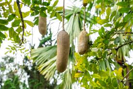 Image result for Kigelia africana