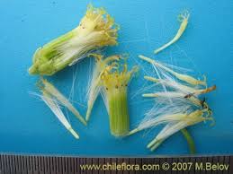 Image result for Senecio sp.no.1