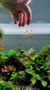 Image result for Hygrophila cataractae