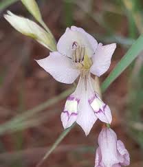 Image result for Gladiolus pretoriensis