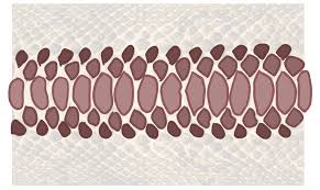 How to draw snake scales. The Redline Station Hey Would You Happen To Have Any Good Advices On