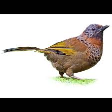 Image result for Erythrocephalum