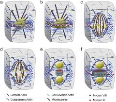 Maybe you would like to learn more about one of these? The Actomyosin System In Plant Cell Division Lessons Learned From Microscopy And Pharmacology Springerlink