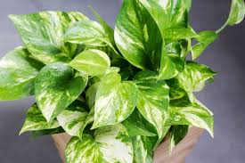 Check spelling or type a new query. Air Purifying Plants 20 Of The Best For Your Home Better Homes And Gardens