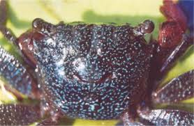 Image result for Crabbea kaessneri