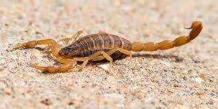 What You Need to Know About Bark Scorpions