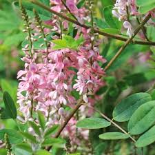 Image result for Indigofera cecilii