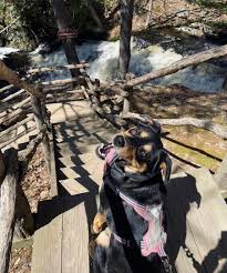 The pennsylvania wildlife exhibit, located at the entrance of bushkill falls, features fascinating displays about the area's indigenous wildlife. Pin By Lauren Kustigian On Texas Adventures In 2021 Bushkill Falls Poconos Texas Adventure