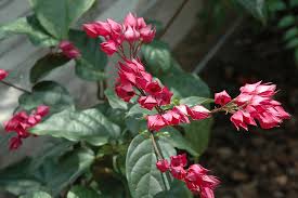 Image result for Clerodendrum splendens