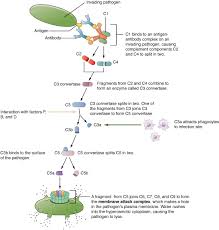 21 2 barrier defenses and the innate immune response